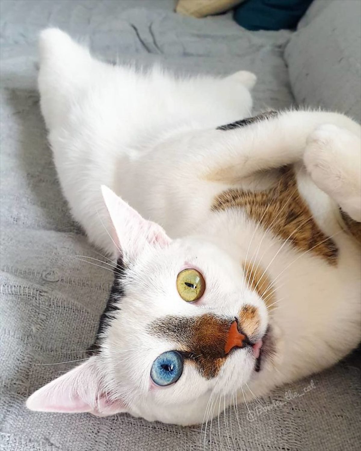 ヨーロピアンショートヘア European Shorthair Japaneseclass Jp