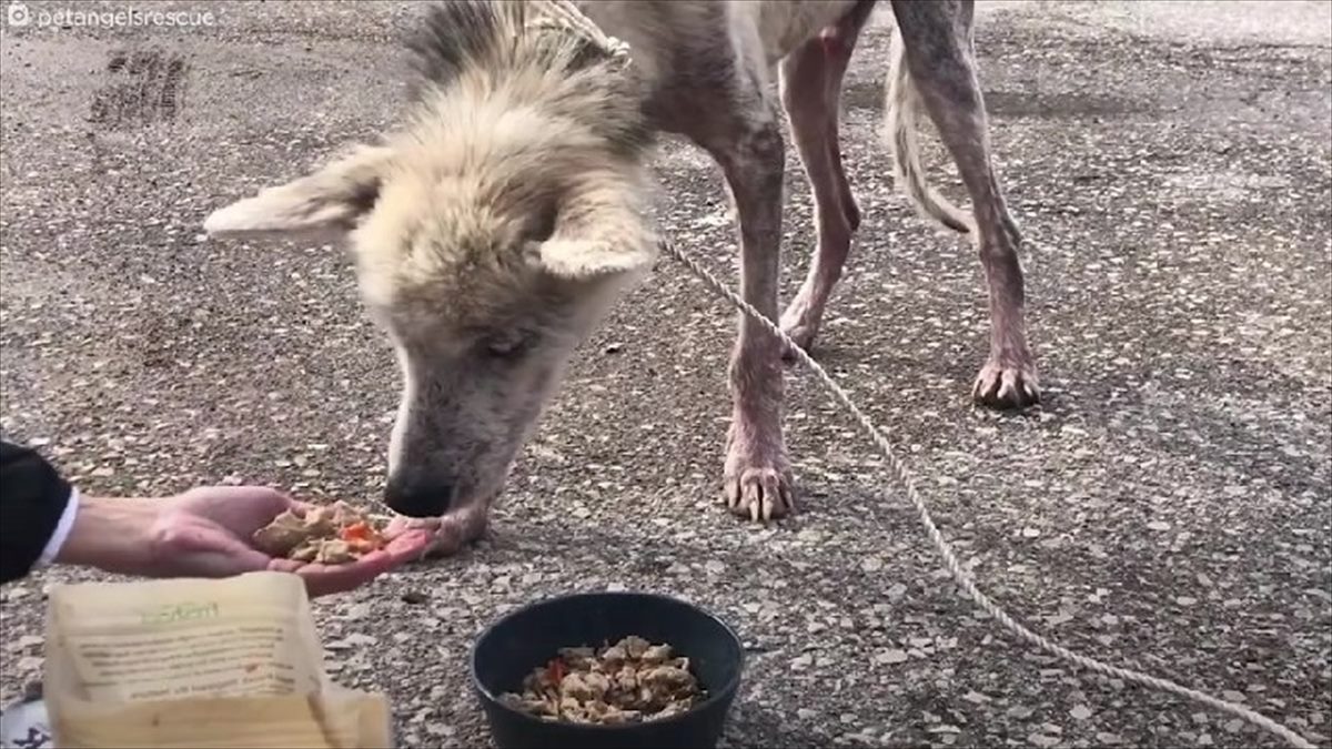 妻と別れた飼い主に 腹いせ で虐待されたシベリアンハスキー それでも彼は 再び人間を信じ Buzzmag