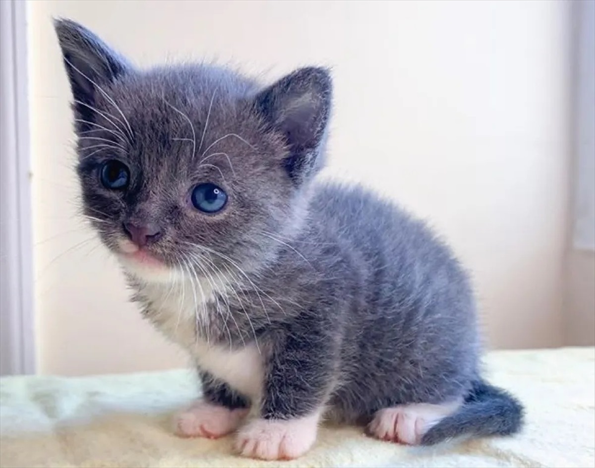 独りぼっちだった野良の子猫は 里親の元で 2匹の姉 に出会い 甘えん坊な末っ子に大変身した Buzzmag