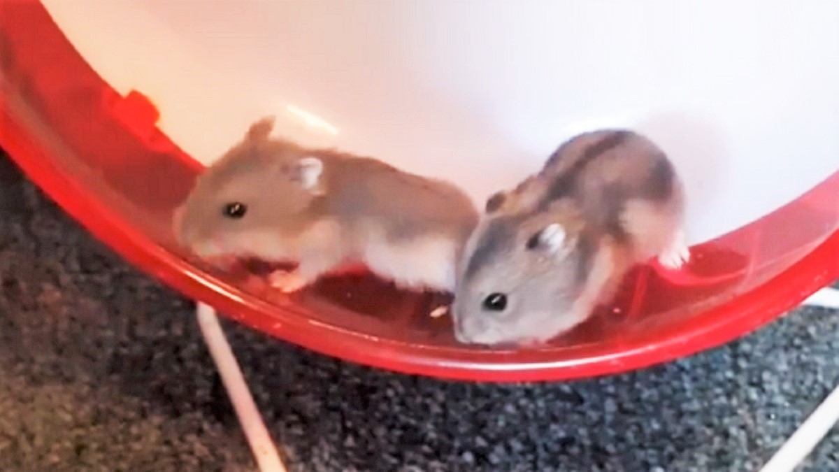 回し車に 相乗り するジャンガリアンハムスターたち でも チームワークに難があるようで Buzzmag