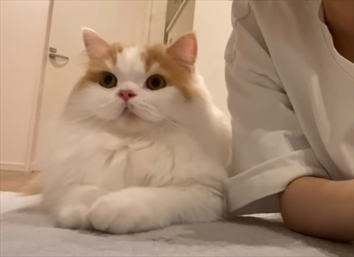 愛するスコティッシュフォールドに 飼い主が キス してみた結果 どうしてこうなった Buzzmag