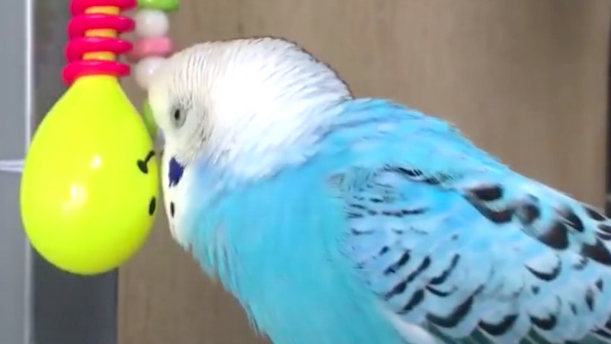 飼い主との会話から 新しい言葉 を学んだセキセイインコ しかし その内容が 切ない Buzzmag