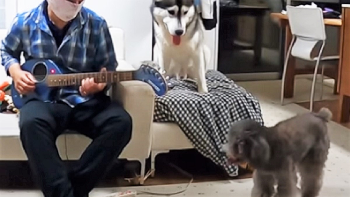 シベリアンハスキーとトイプードルの前で ギターを弾いてみたら 自由すぎる反応 にホッコリ Buzzmag