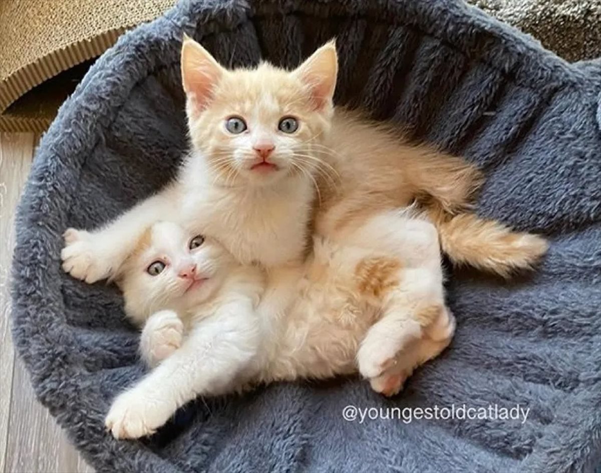 農場で暮らしていた野良の三毛猫が、いつのまにか『双子の子猫』を出産。仲良し兄弟の運命は… BUZZmag