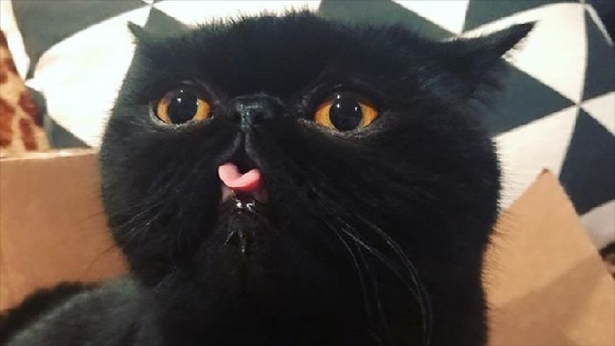 個性的な オレンジの瞳 を持つ黒猫 その姿は ハロウィンの世界から飛び出してきたかのよう Buzzmag