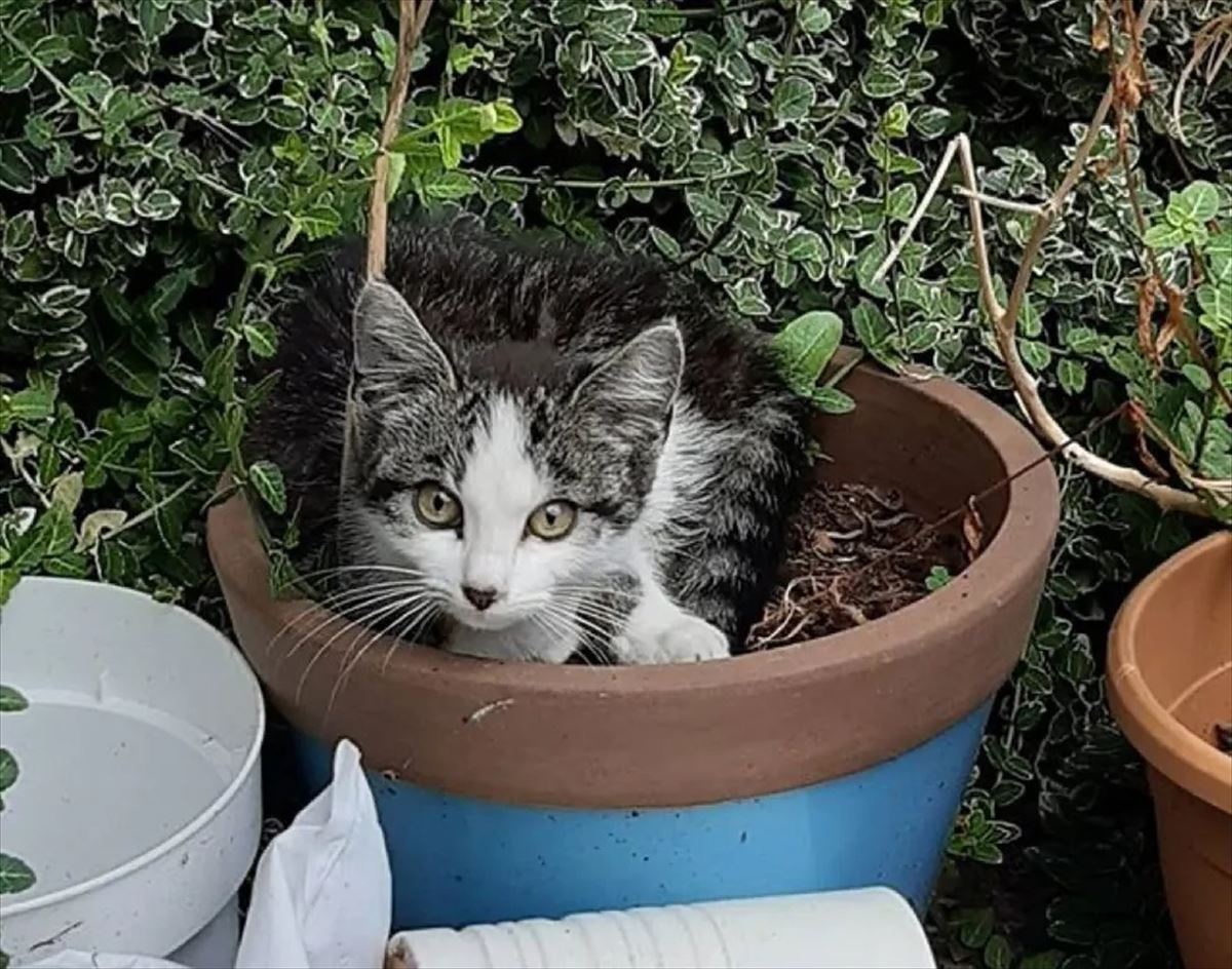 家の庭にやってきたハチワレ子猫を見て、元野良の飼い猫が自分のゴハン 