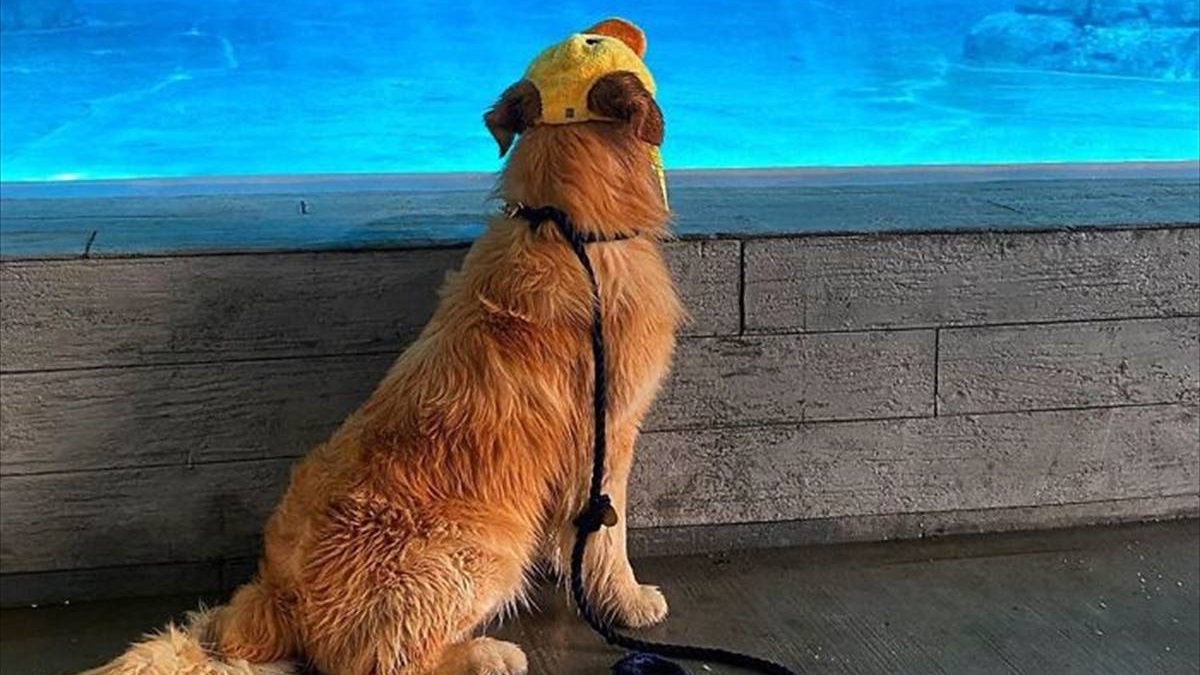 Instagramで人気のゴールデンレトリーバーが とある水族館で出会った 気の合う友達 は Buzzmag