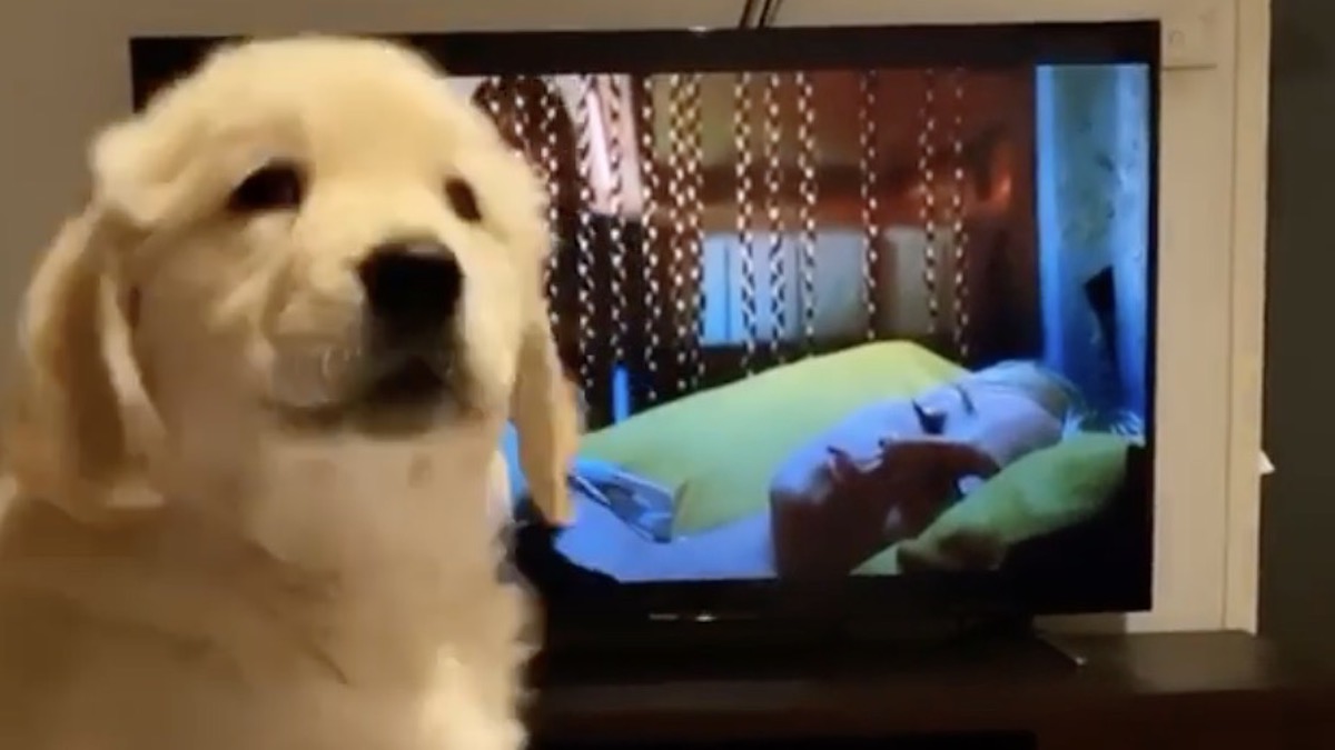 テレビを見ていたゴールデンレトリバーの子犬 怖いシーンになると その反応に 胸キュン不可避 Buzzmag