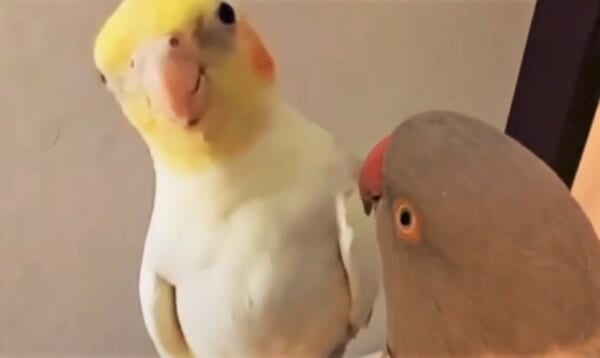 イタズラをして ママに叱られたオカメインコ 少し逆ギレするも やがて反省し てなかった Buzzmag
