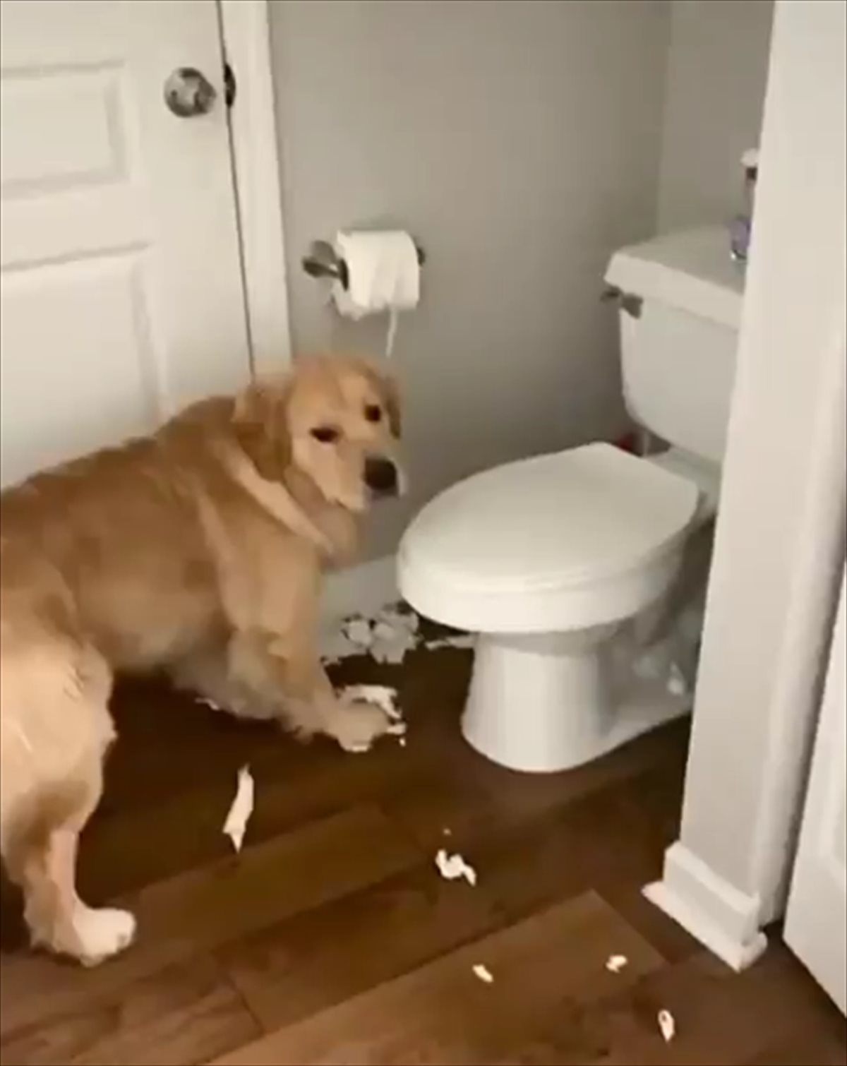 イタズラの現場を押さえられてしまったゴールデンレトリバー 冷静に誤魔化す姿に 笑った Buzzmag