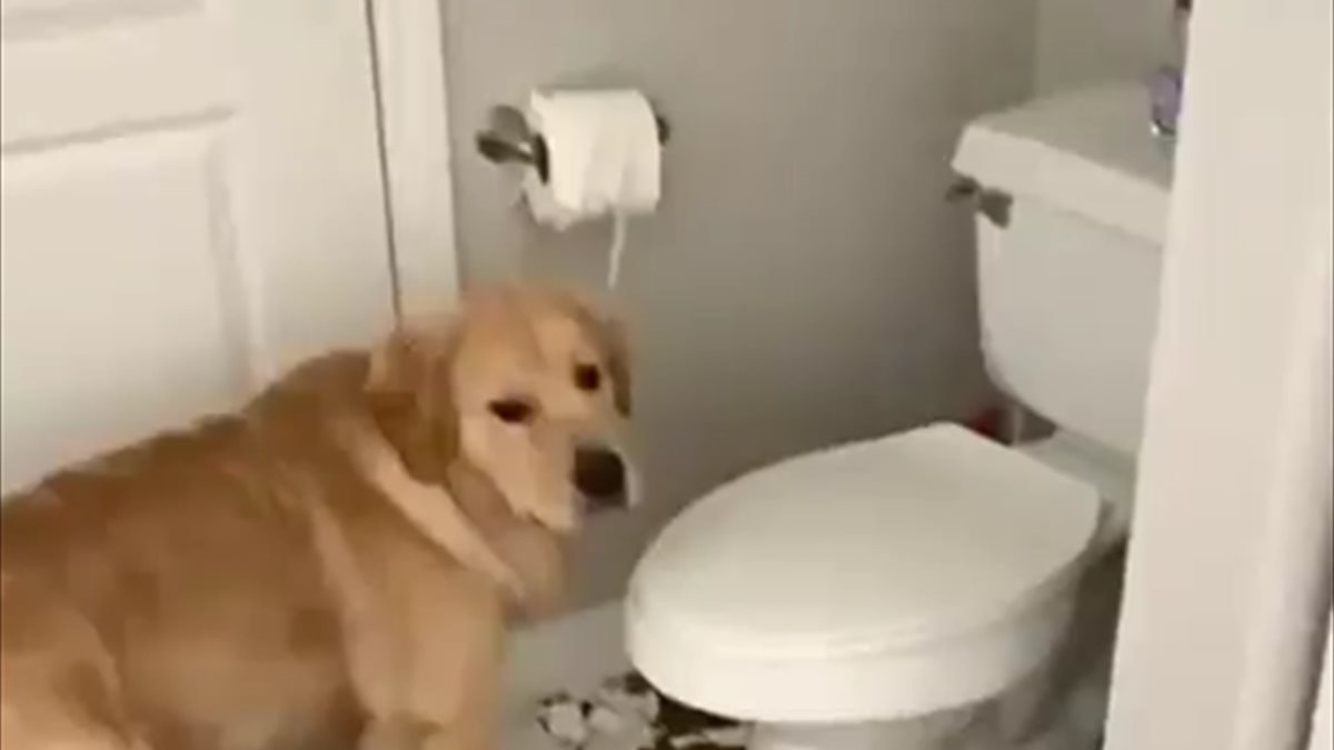 イタズラの現場を押さえられてしまったゴールデンレトリバー 冷静に誤魔化す姿に 笑った Buzzmag