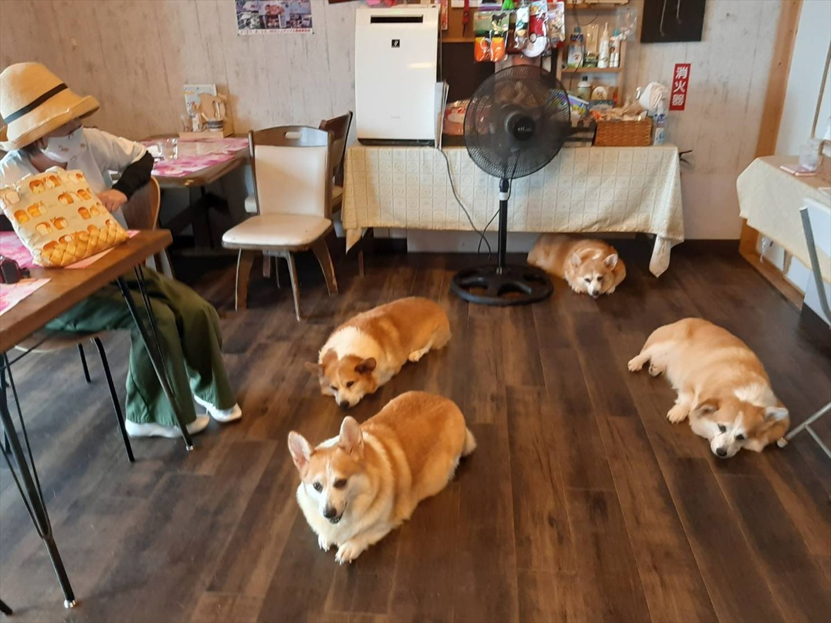 長崎の『コーギーカフェ』を訪れたら…犬好きにとって天国のような光景が広がっていた！！ BUZZmag
