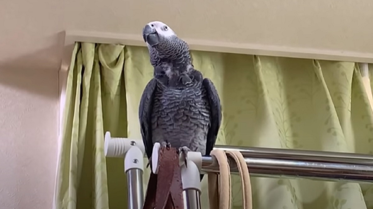 鳥カゴから出たい友だちを差し置いて しゃべり続けるインコ そのトークが上手すぎて 吹いた Buzzmag