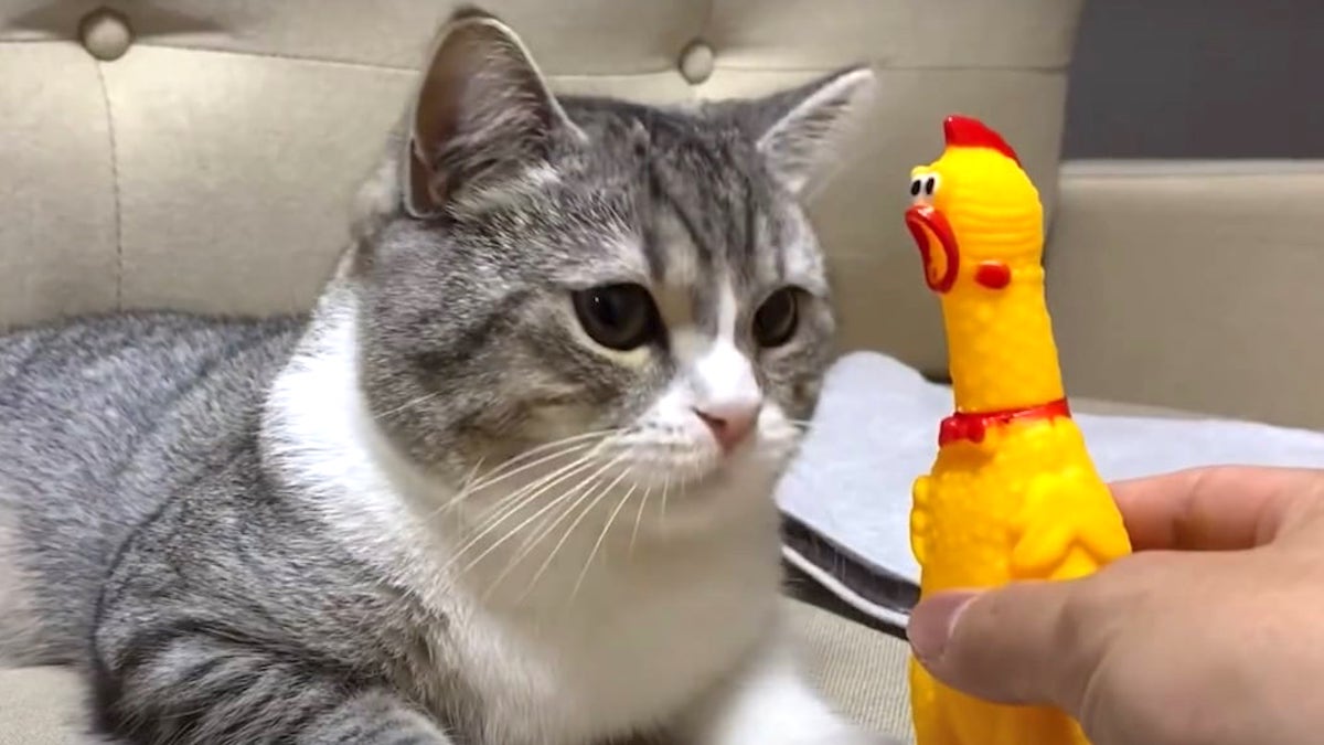 ガーガーチキンの絶叫を 初めて聞いたスコティッシュフォールド その 驚きぶり に笑った Buzzmag