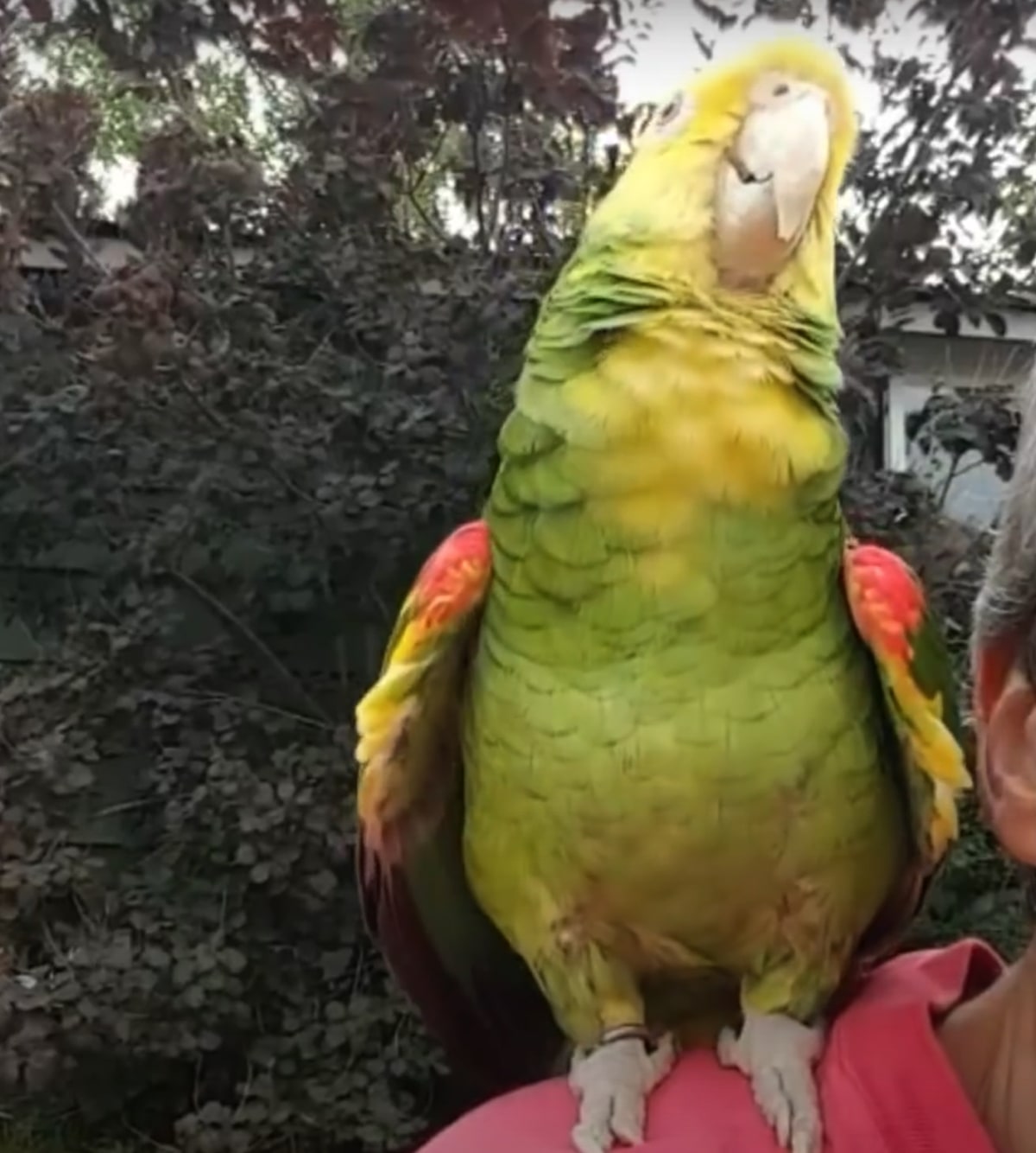 オペラを歌うのが大好きなインコ ビブラート全開の 素晴らしすぎる美声 をお聞きください Buzzmag