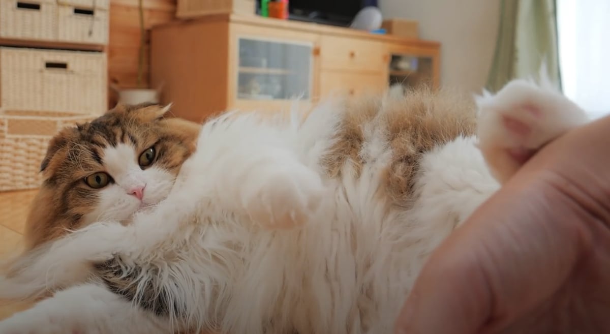こっ ちゃんねる ふわふわ