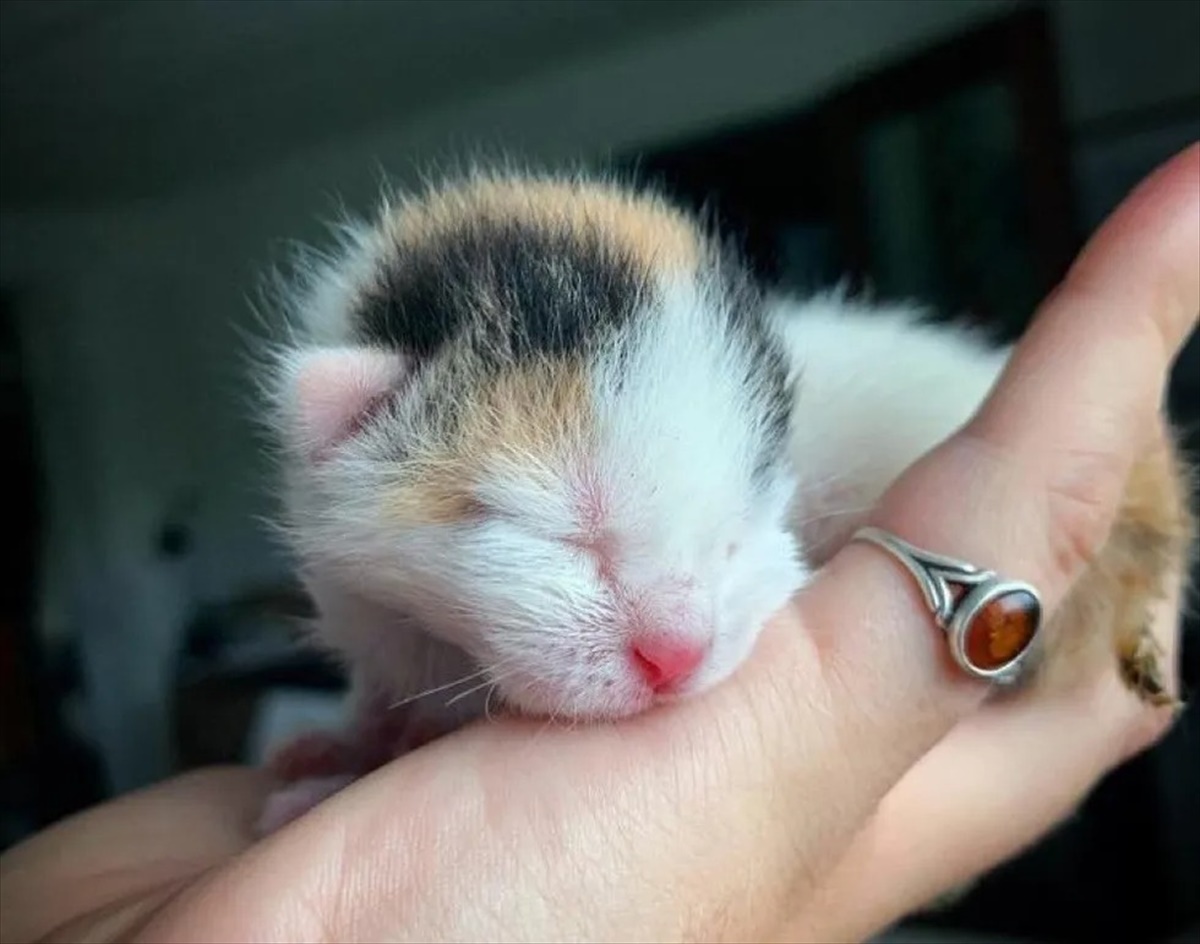 手のひらサイズ の野良の子猫は 栄養たっぷりのご飯を食べて 見違えるほど大きくなった Buzzmag