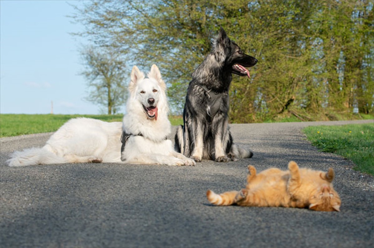 2匹のシェパードと一緒に育った 元野良の茶トラ子猫は やがて自分を 犬 だと思い始めた Buzzmag