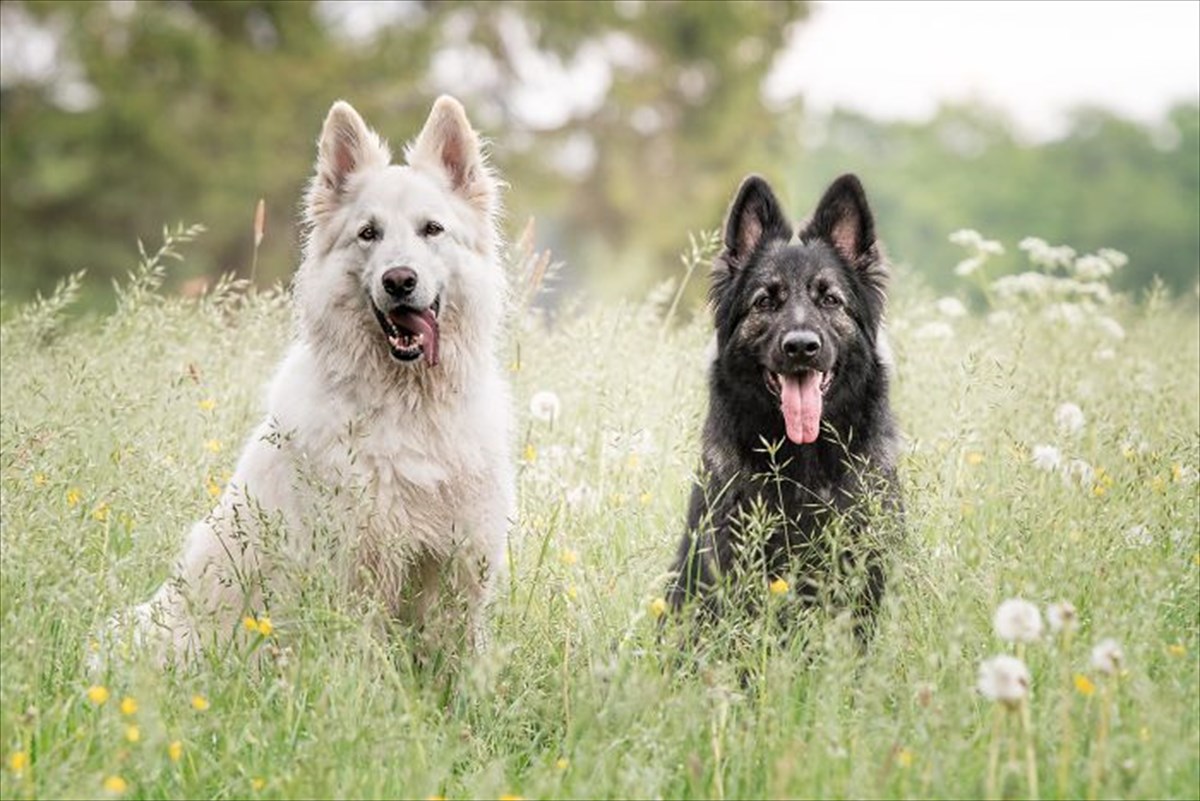 2匹のシェパードと一緒に育った 元野良の茶トラ子猫は やがて自分を 犬 だと思い始めた Buzzmag