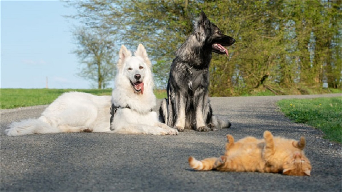 2匹のシェパードと一緒に育った 元野良の茶トラ子猫は やがて自分を 犬 だと思い始めた Buzzmag