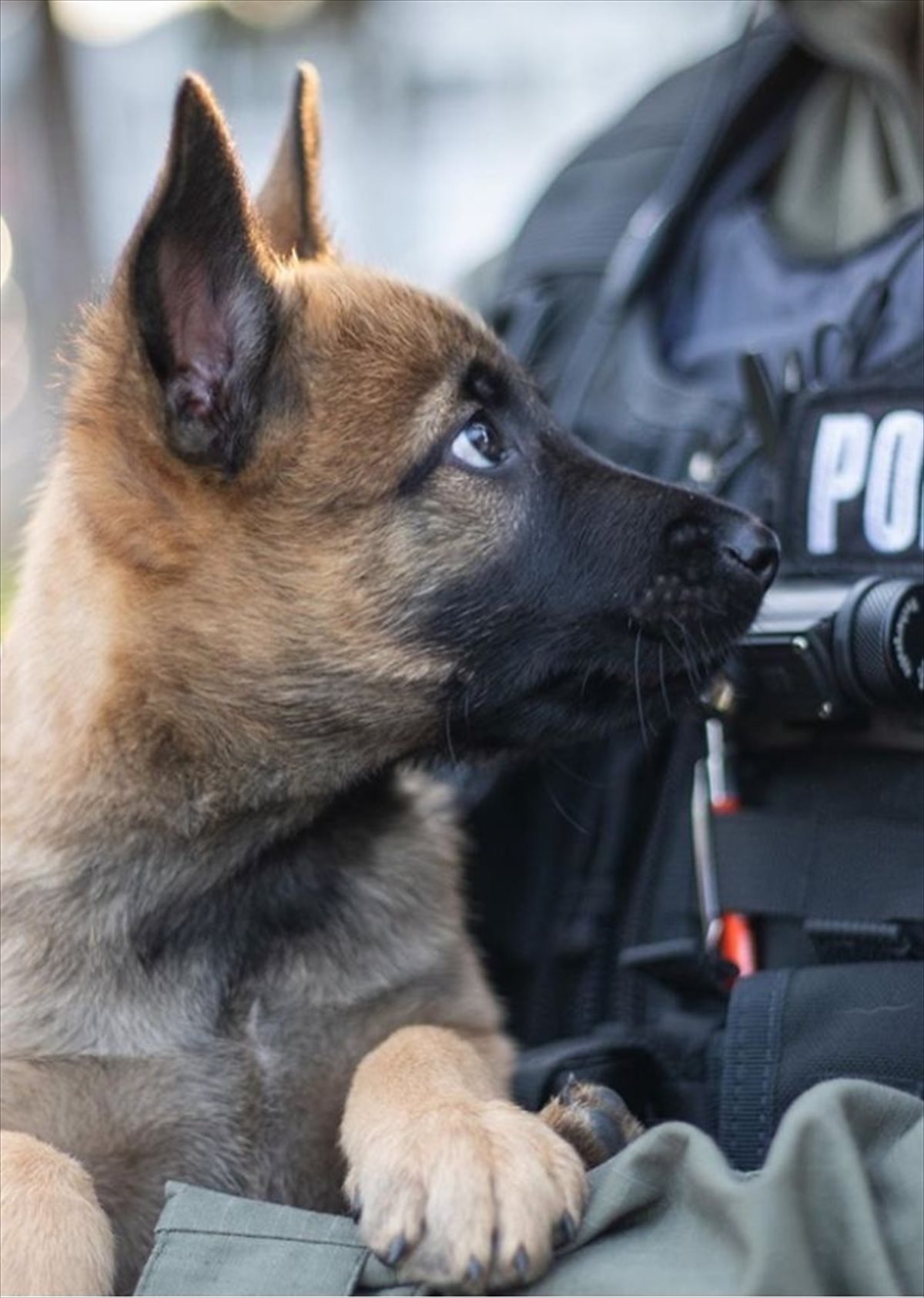 警察犬としてトレーニングを始めたシェパード 幼いながらも一生懸命な姿に 思わず胸キュン Buzzmag