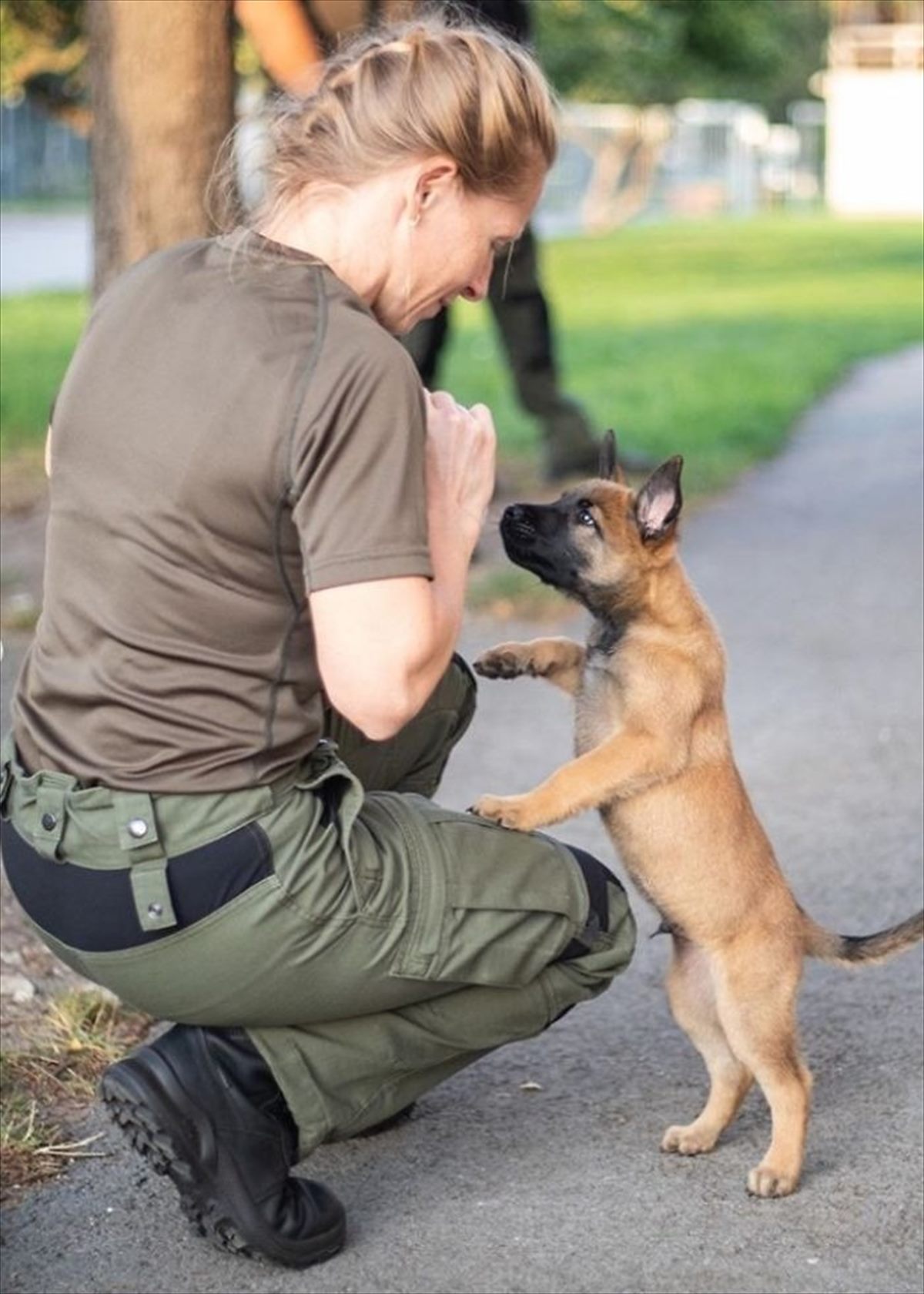 警察犬としてトレーニングを始めたシェパード 幼いながらも一生懸命な姿に 思わず胸キュン Buzzmag