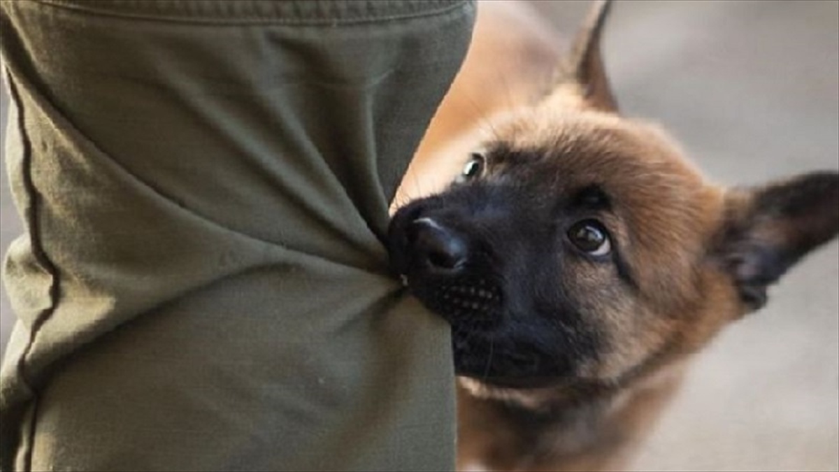 警察犬としてトレーニングを始めたシェパード。幼いながらも一生懸命な姿に、思わず胸キュン…！ BUZZmag
