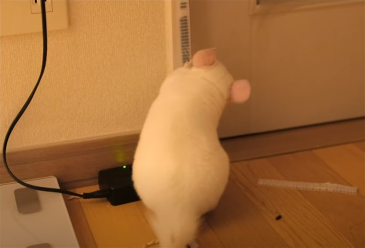 柱の保護材にいたずらをするチンチラ 貼り直すも まだ飽きてなかったようで こうなっちゃう Buzzmag