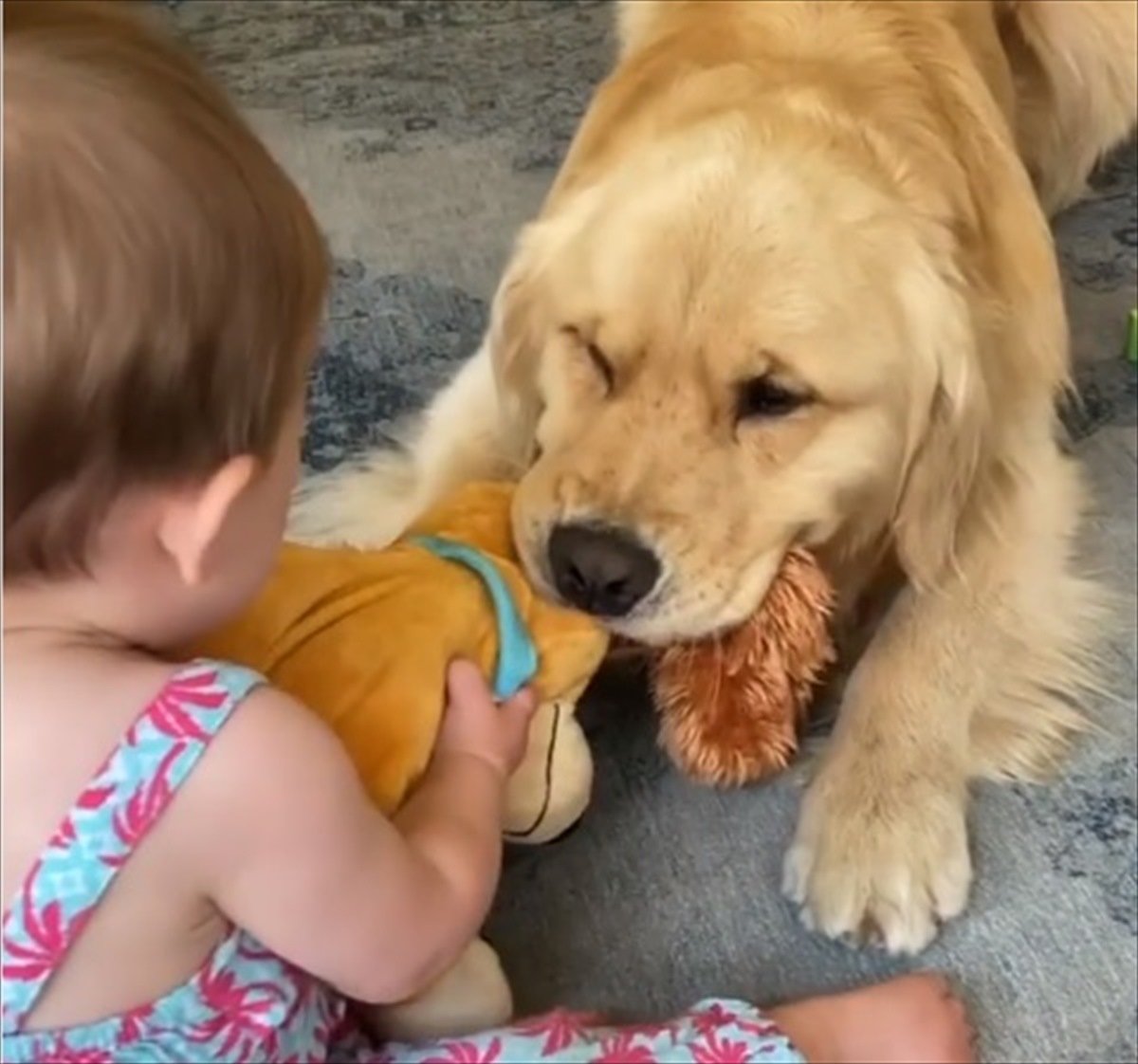 赤ちゃんと ぬいぐるみ を奪い合うゴールデンレトリバー 気になる 勝敗の行方 は えっ Buzzmag