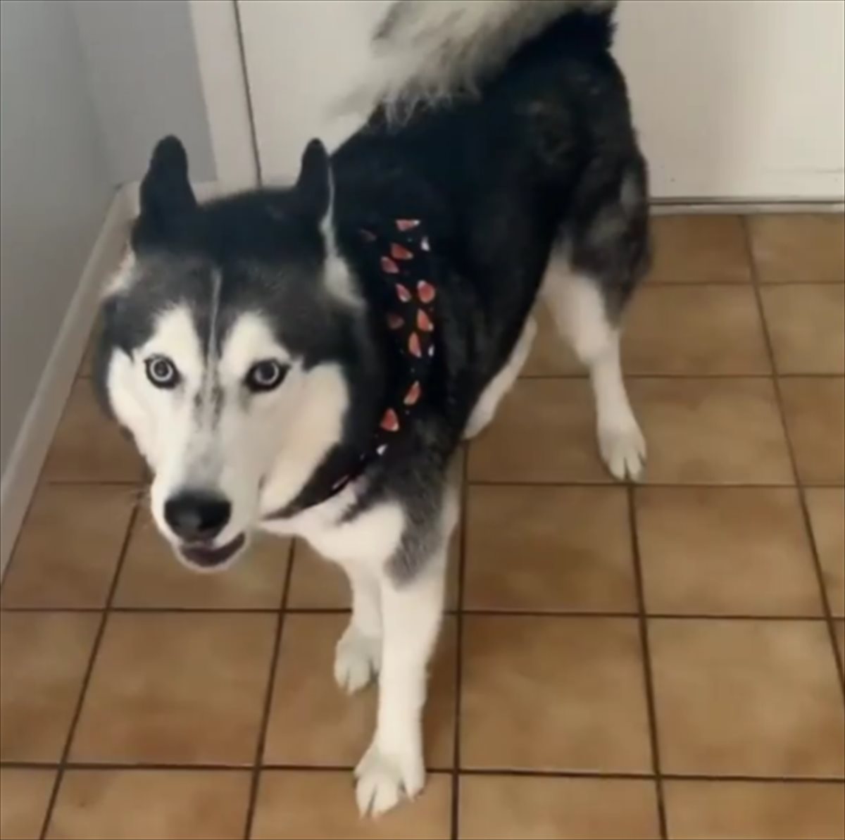 散歩の準備をするシベリアンハスキー しかしハーネスを着けるのが嫌すぎて 喋りだしちゃう Buzzmag 散歩の準備をするシベリアンハスキー しかしハーネスを着けるのが嫌すぎて 喋りだしちゃう Buzzmag