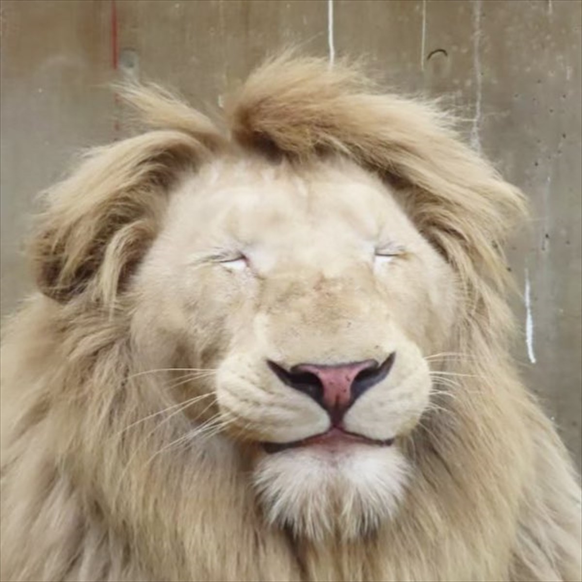 宇都宮動物園のスタッフが 眠るホワイトライオンを見たら 穏やかすぎる表情 にホッコリ Buzzmag