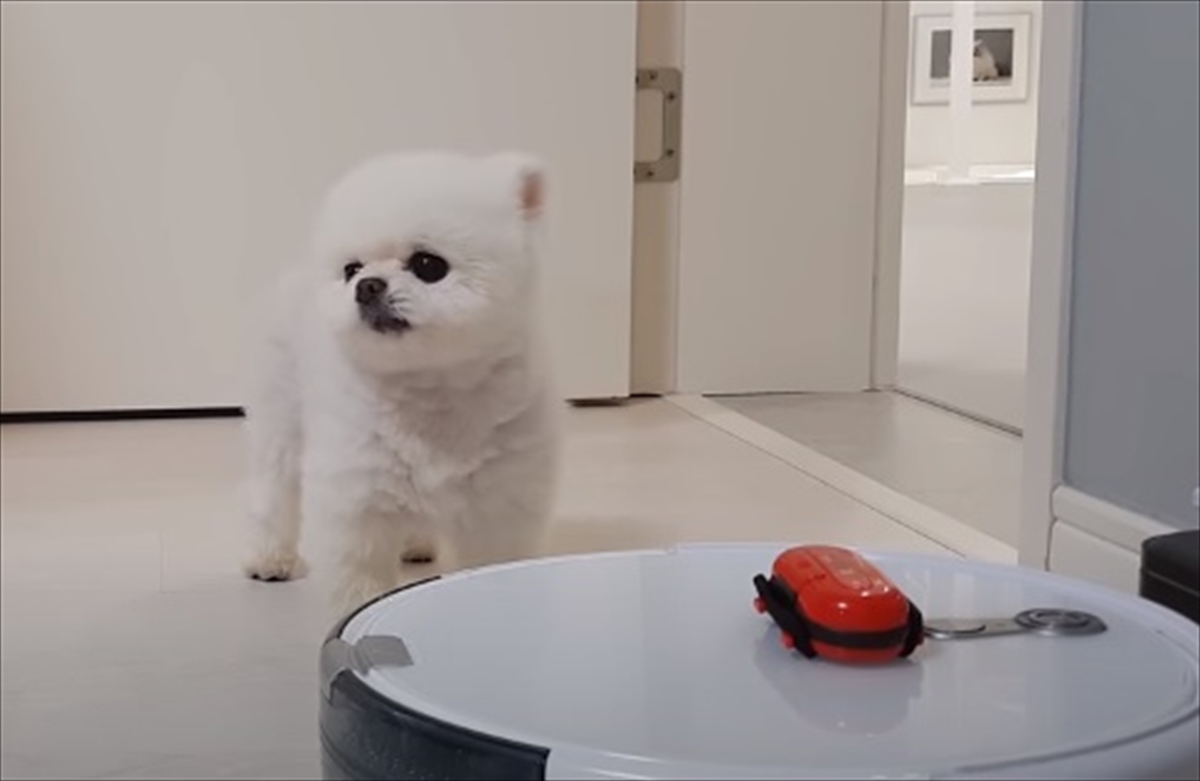 ロボット掃除機に吠えるポメラニアン 犬語の翻訳機 で 何を言っているか調べたら えっ Buzzmag