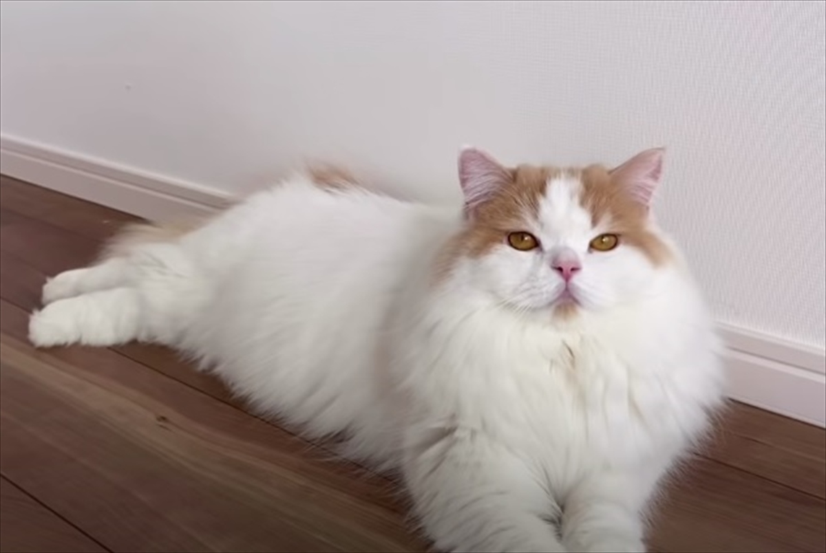 のびのびと寛ぐスコティッシュフォールドに チュール食べる と聞いてみたら この反応 Buzzmag