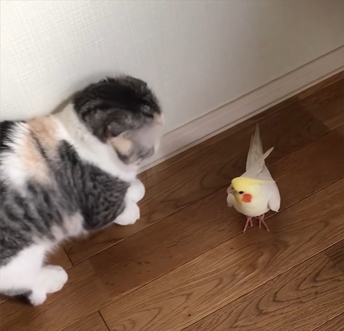 今まで一度も猫を見たことがないインコ とあるお宅で マンチカンと初対面を果たした結果 Buzzmag