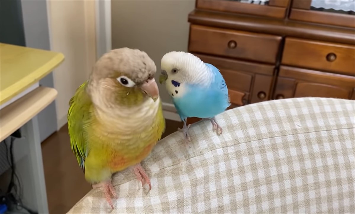 大好きな友達をデートに誘うセキセイインコ 猛アピール し続けた結果 こうなっちゃう Buzzmag