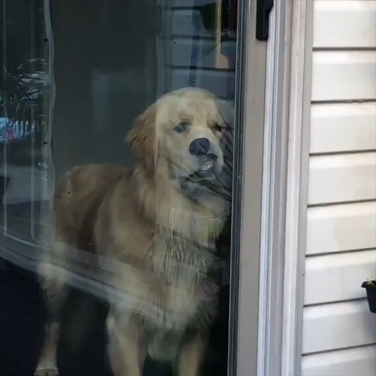 お留守番 に不満気なゴールデンレトリバー 感情がにじみ出た表情 に 思わず吹いた Buzzmag