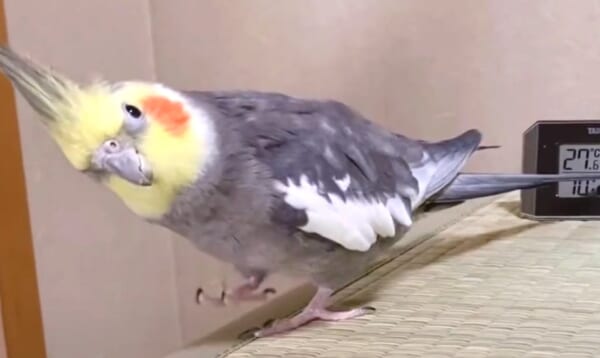 イタズラをして ママに叱られたオカメインコ 少し逆ギレするも やがて反省し てなかった Buzzmag