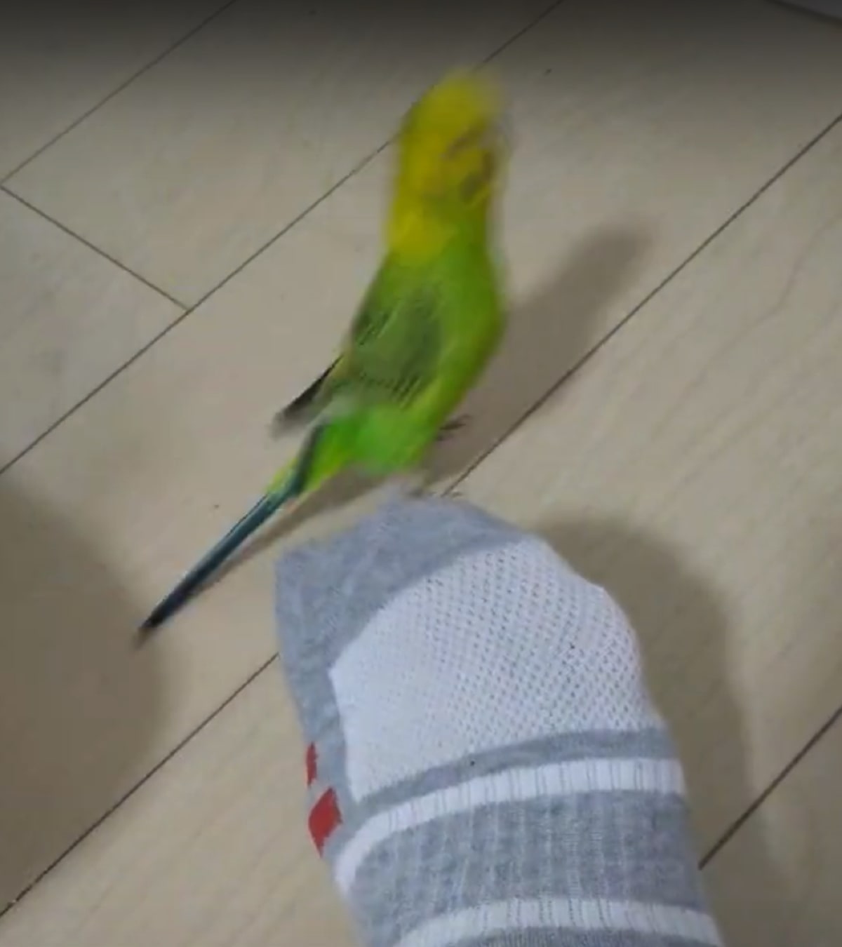 飼い主の足に そっと顔を寄せるインコ そして放った まさかの発言 に 思わず吹いた Buzzmag