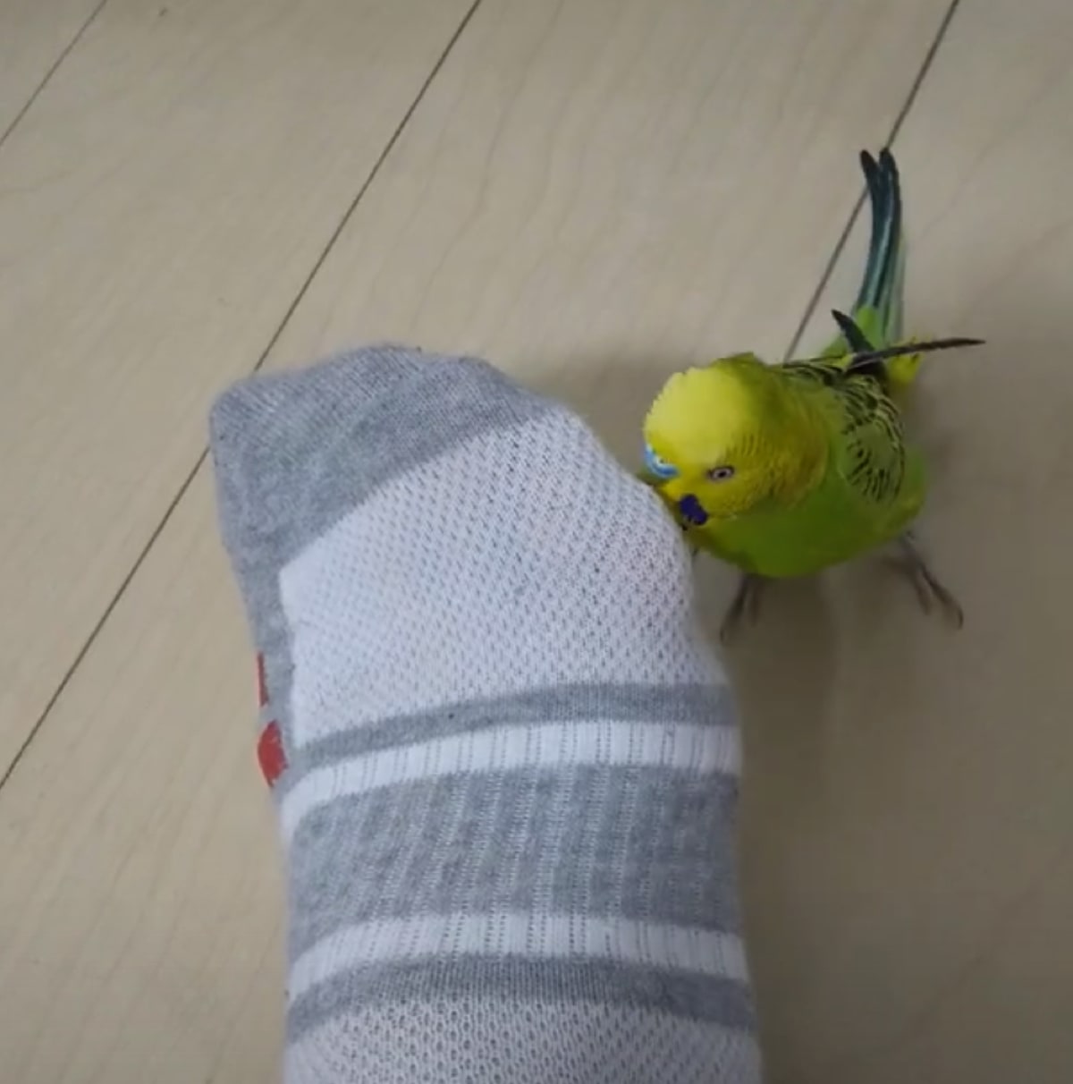 飼い主の足に そっと顔を寄せるインコ そして放った まさかの発言 に 思わず吹いた Buzzmag