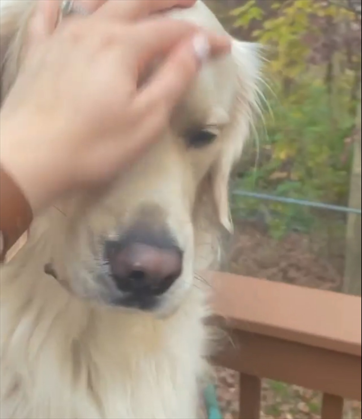 仲良く並ぶ2匹のゴールデンレトリバーに 飼い主がオヤツを投げてあげると 結末に泣いた Buzzmag