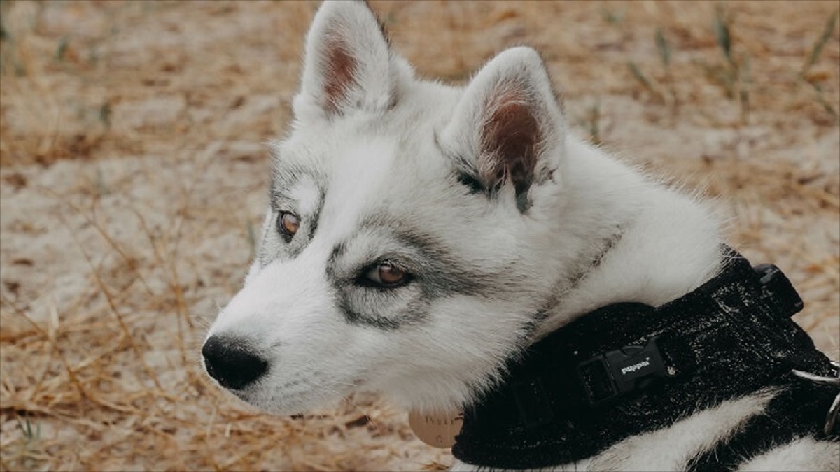 メガネ模様 を持ったシベリアンハスキーの子犬 その愛くるしい表情に ネット中が悶絶 Buzzmag