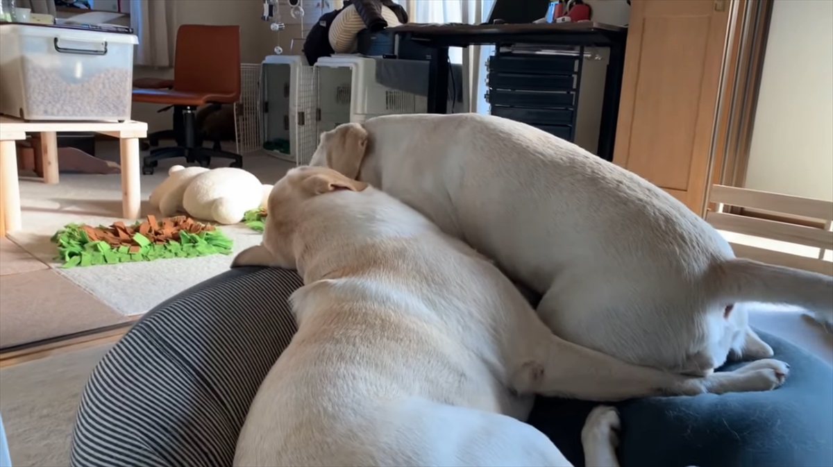 人をダメにするソファ は犬にも通用する ラブラドールレトリバーに与えた結果がこちら Buzzmag