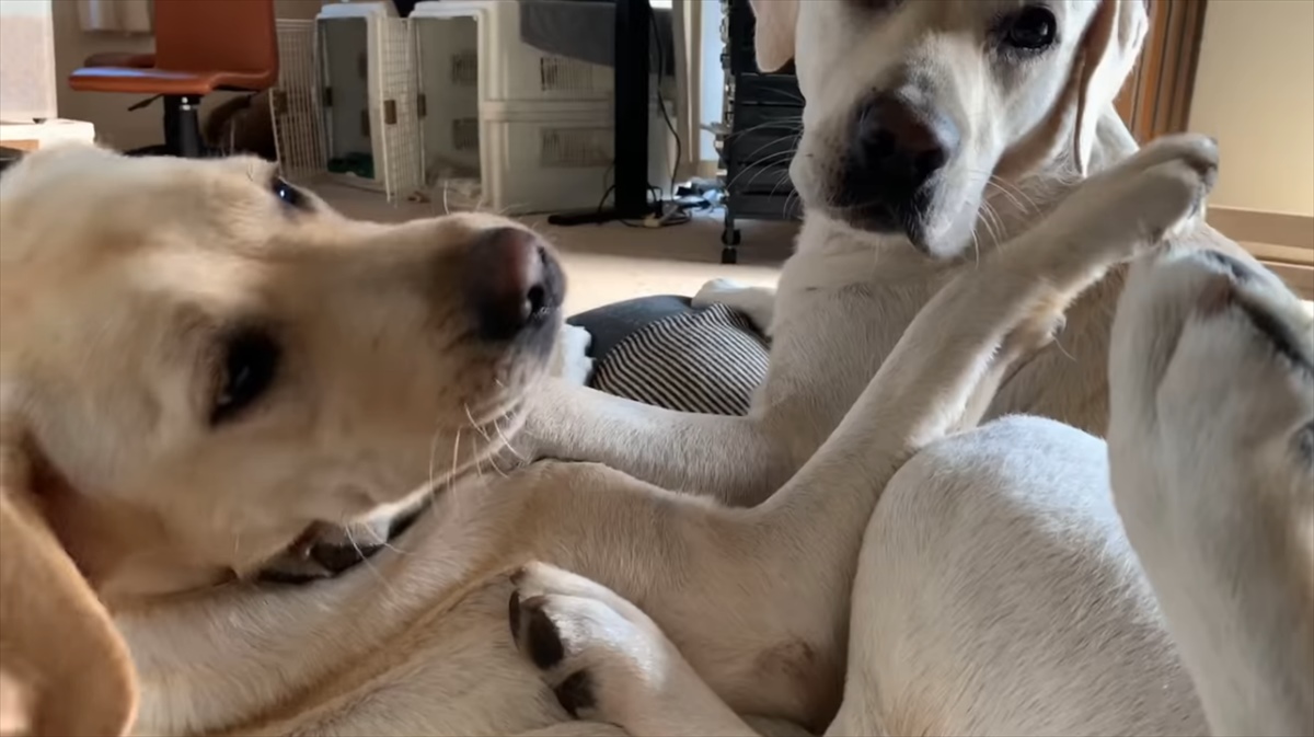 人をダメにするソファ は犬にも通用する ラブラドールレトリバーに与えた結果がこちら Buzzmag