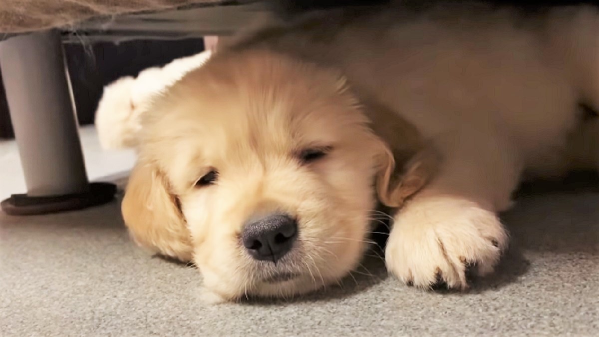 スヤスヤ眠るゴールデンレトリバーの子犬 寝顔を撮影しようとしたら まさかの展開に 胸キュン Buzzmag