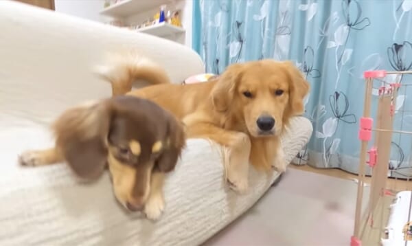 ミニチュアダックスフンドと一緒に遊びたいゴールデンレトリバー 必死に誘うも 切ない展開に Buzzmag