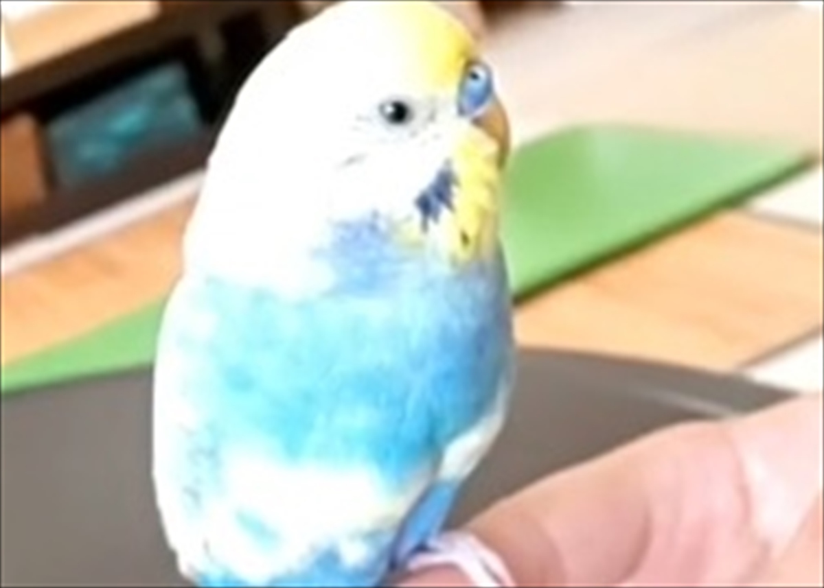 ピノと名づけられたセキセイインコが放った まさかの発言 に 飼い主も衝撃を受けた Buzzmag