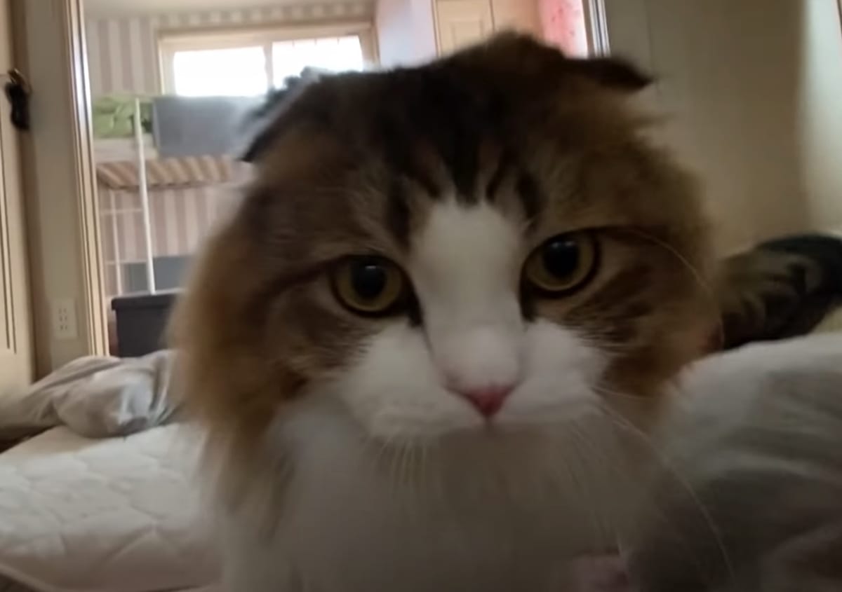 体調不良で寝込む飼い主の傍から離れないスコティッシュフォールド 健気な姿に 胸が熱くなった Buzzmag