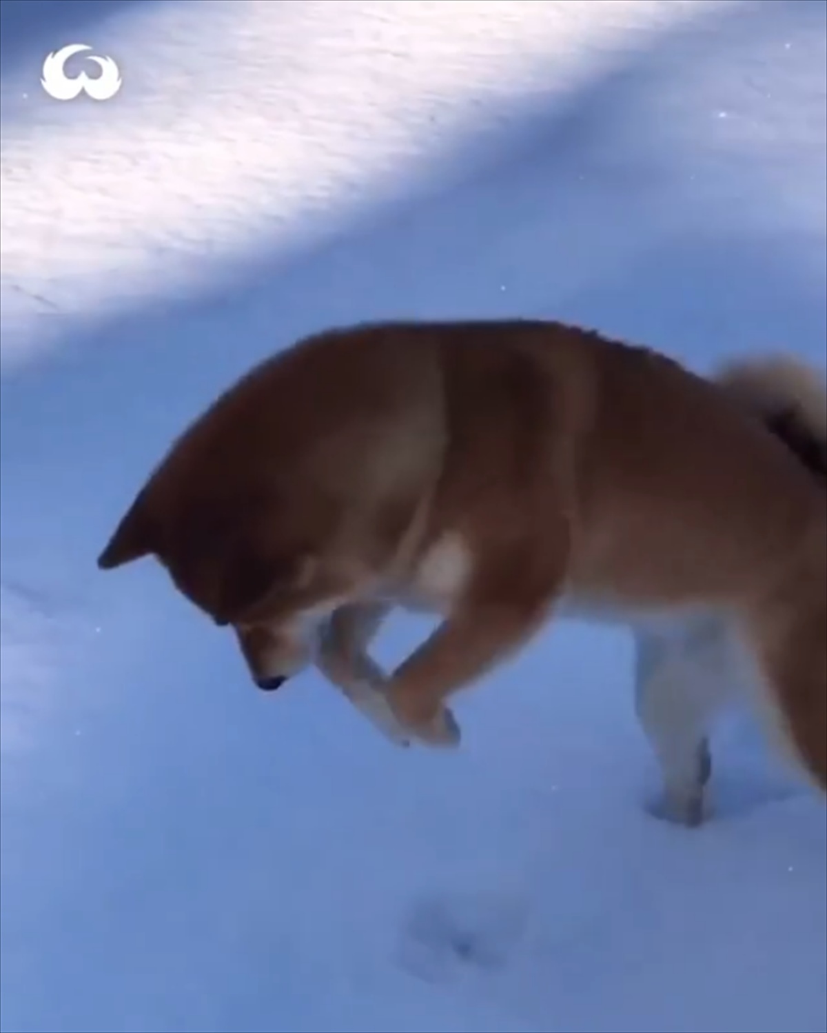 積もった雪を前にし 興奮を隠しきれない様子の柴犬 その結果 やっぱりこうなっちゃう Buzzmag