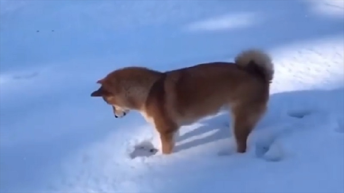 積もった雪を前にし 興奮を隠しきれない様子の柴犬 その結果 やっぱりこうなっちゃう Buzzmag