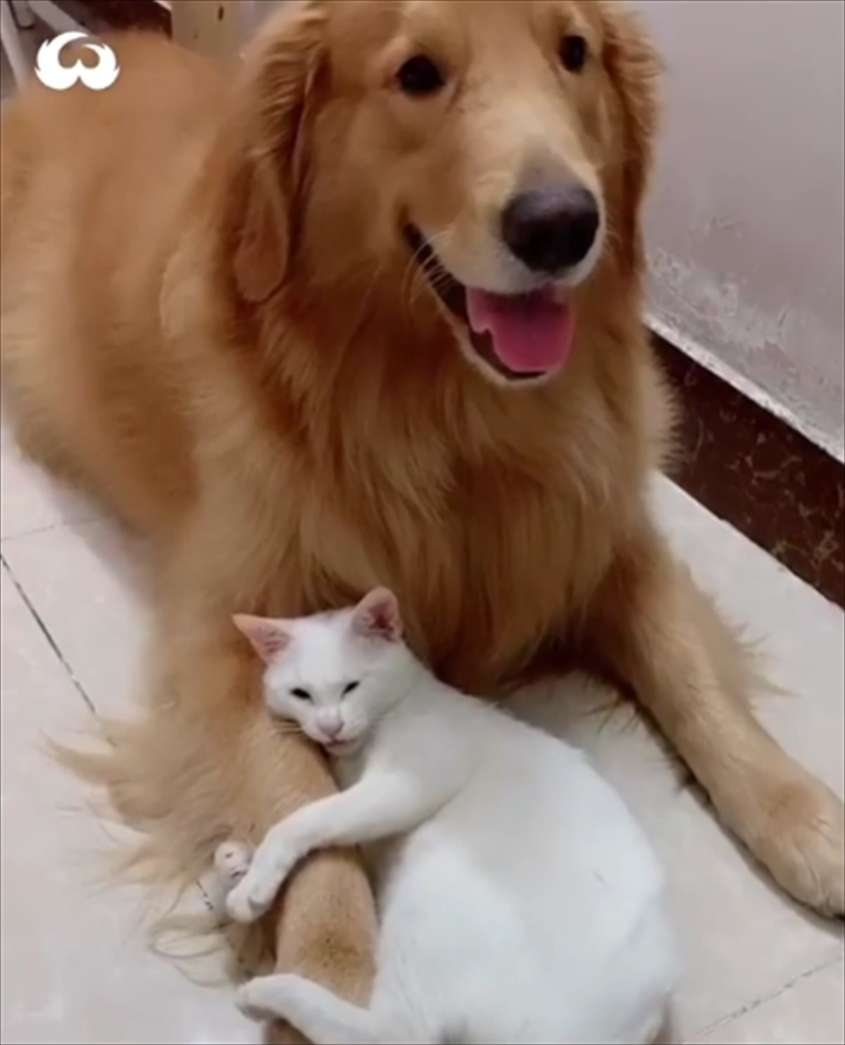 種族を超えて友情を結ぶゴールデンレトリバーと白猫 微笑ましい 仲良しぶり をご覧あれ Buzzmag